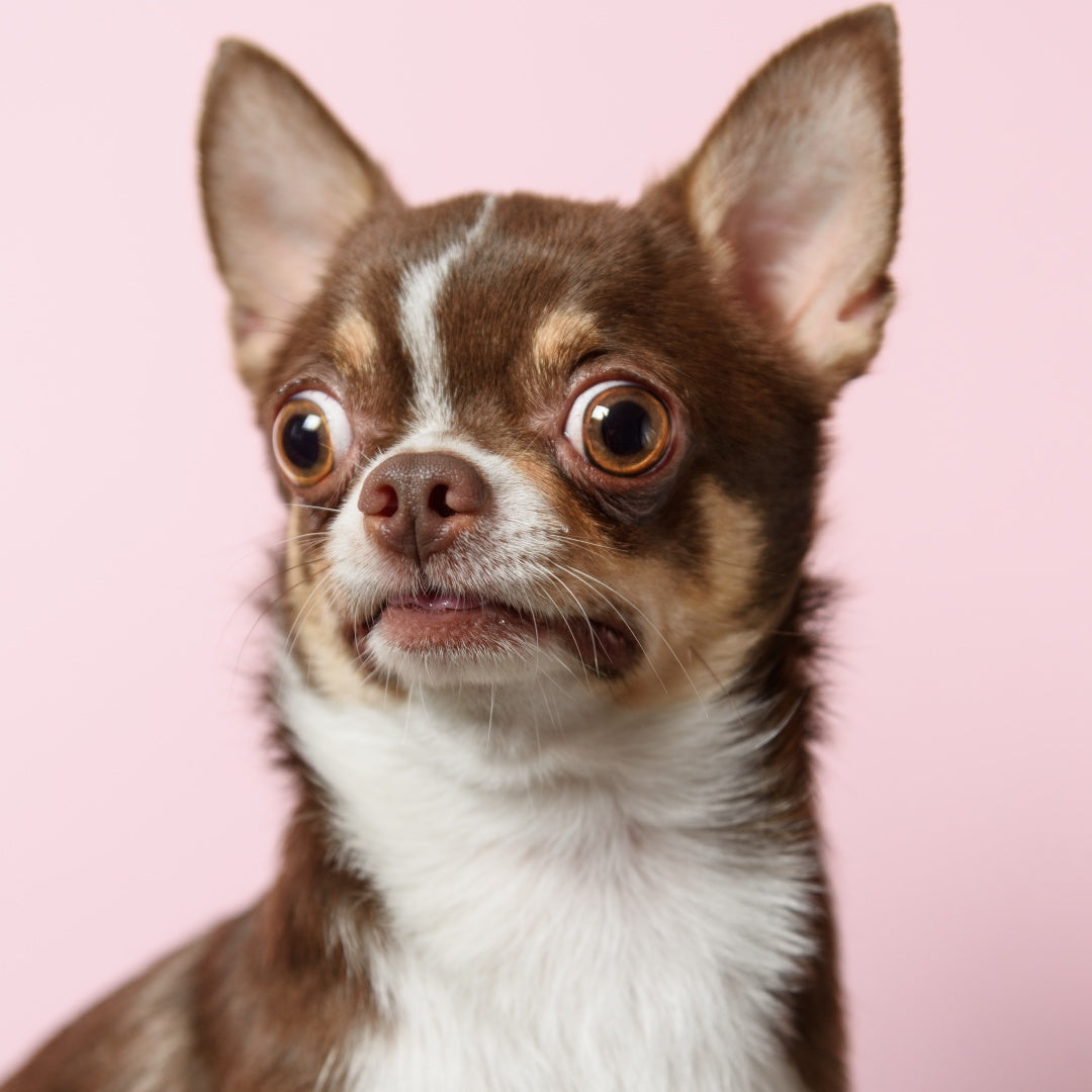 Small Dog Breeds in US: 7 Most Popular Small Dog Breeds in US