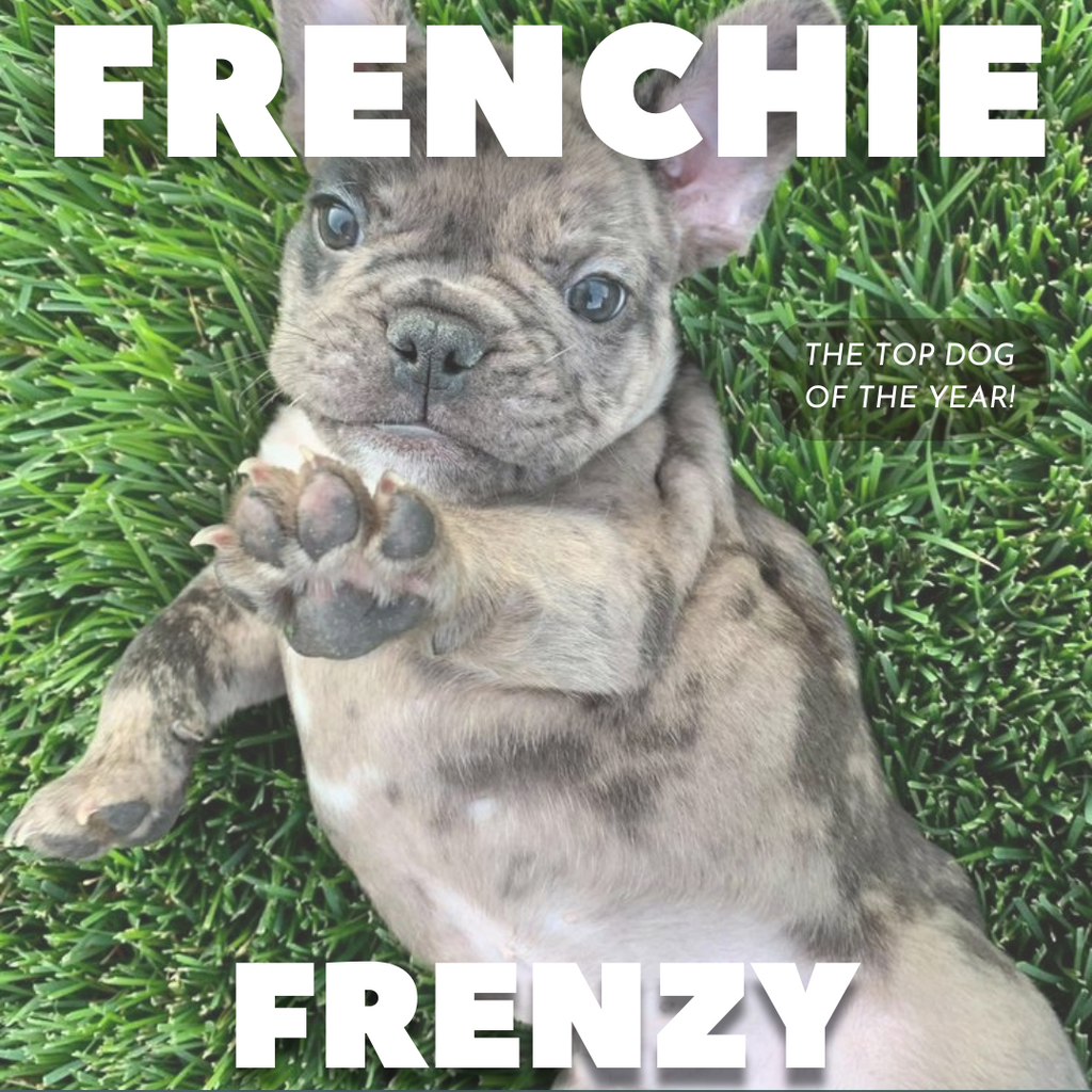 Frenchie Frenzy: Everyone's Favorite Dog Breed & Why.