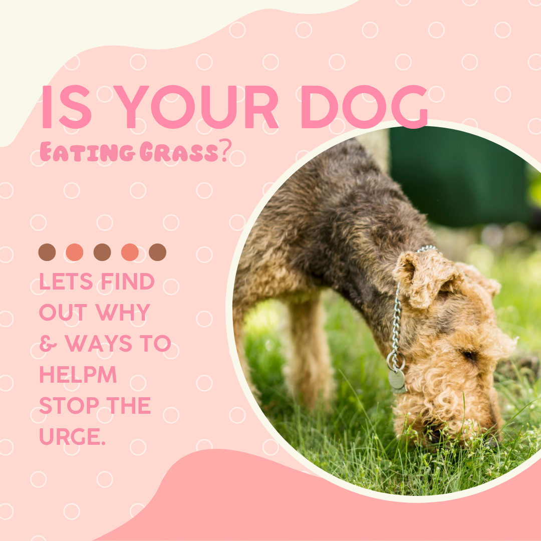 how do i stop my dog from eating grass