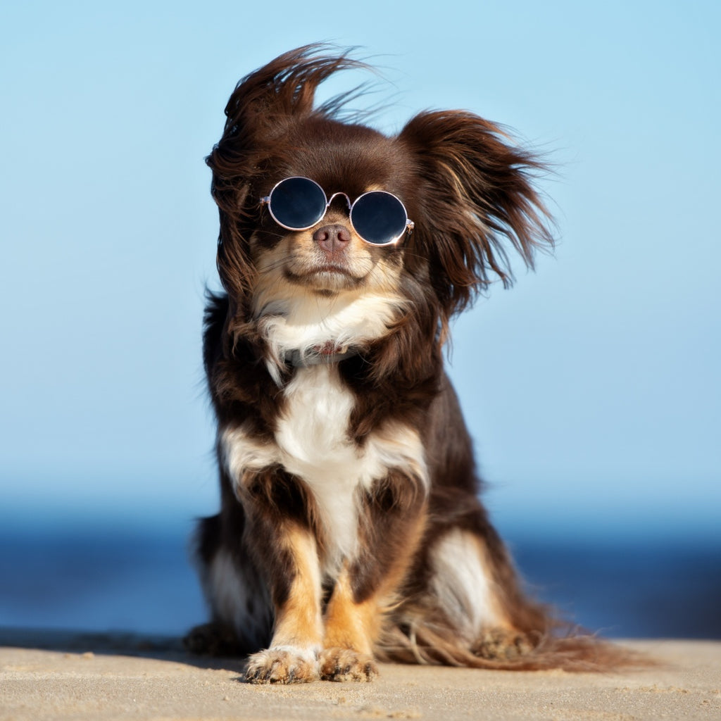 Are small dogs calm? 5 Best Small Dogs Breeds