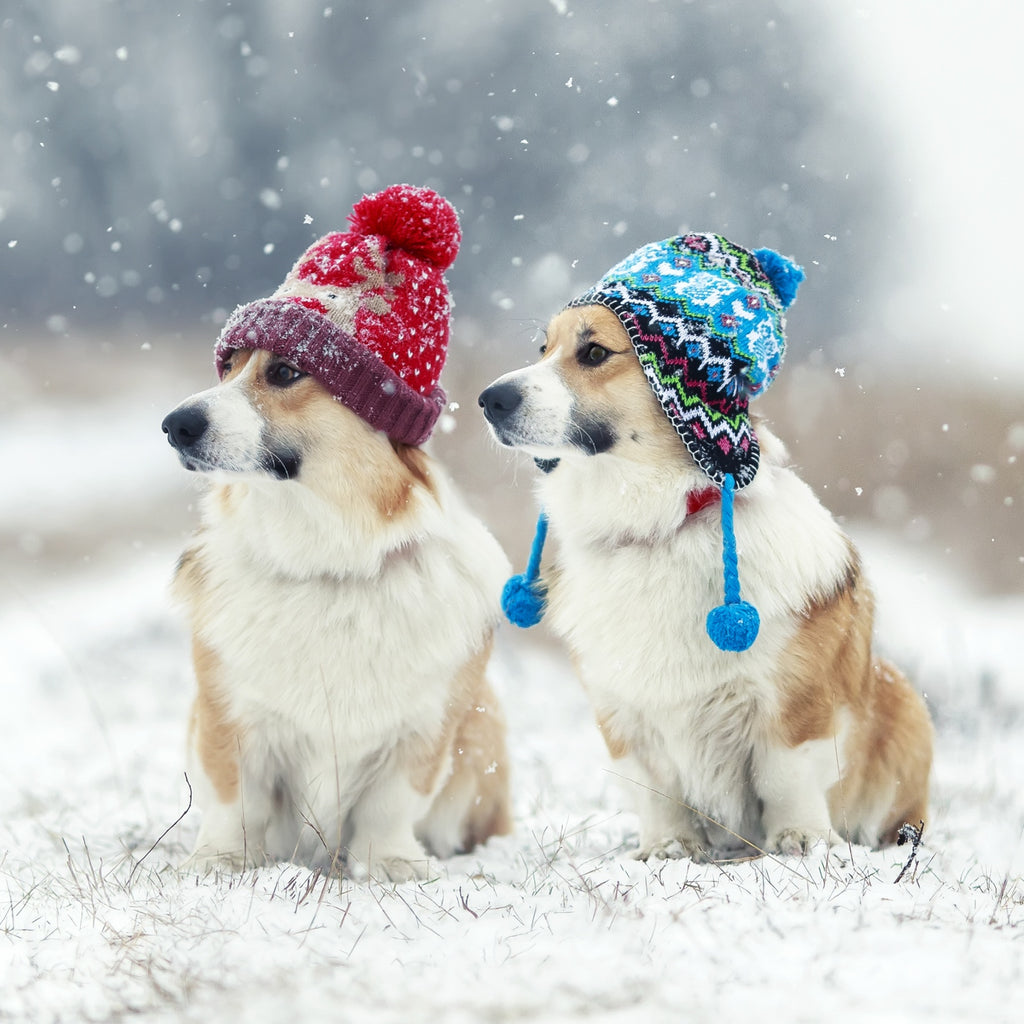 Does Your Dog Need Clothes in the Winter?
