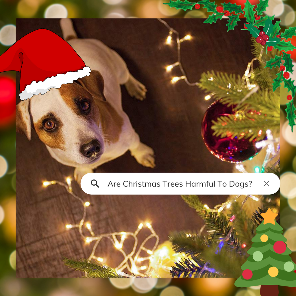 Are Christmas Trees Harmful To Dogs?