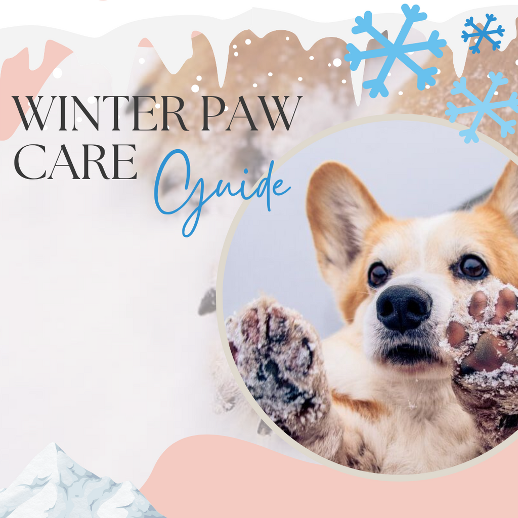 A Winter Paw Care Guide.