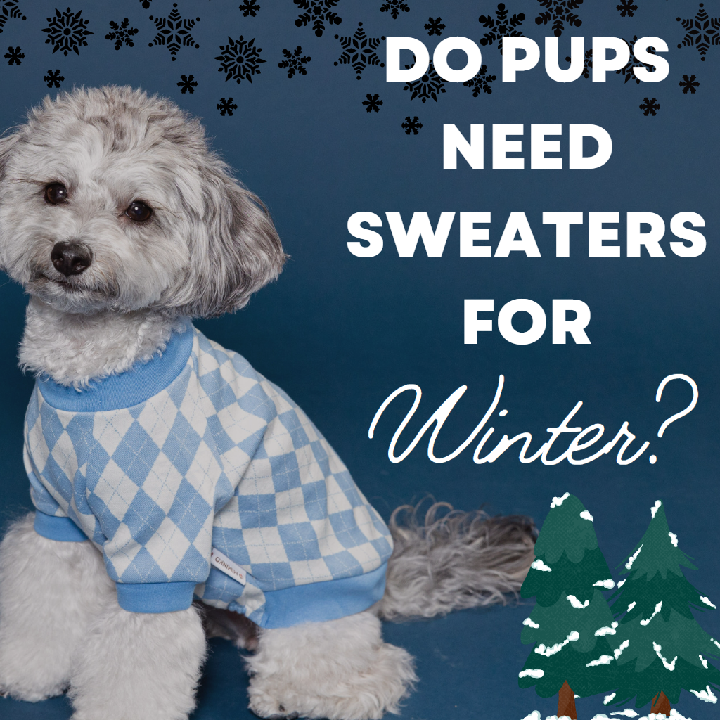 Do Dogs Need To Wear Sweaters During Winter?