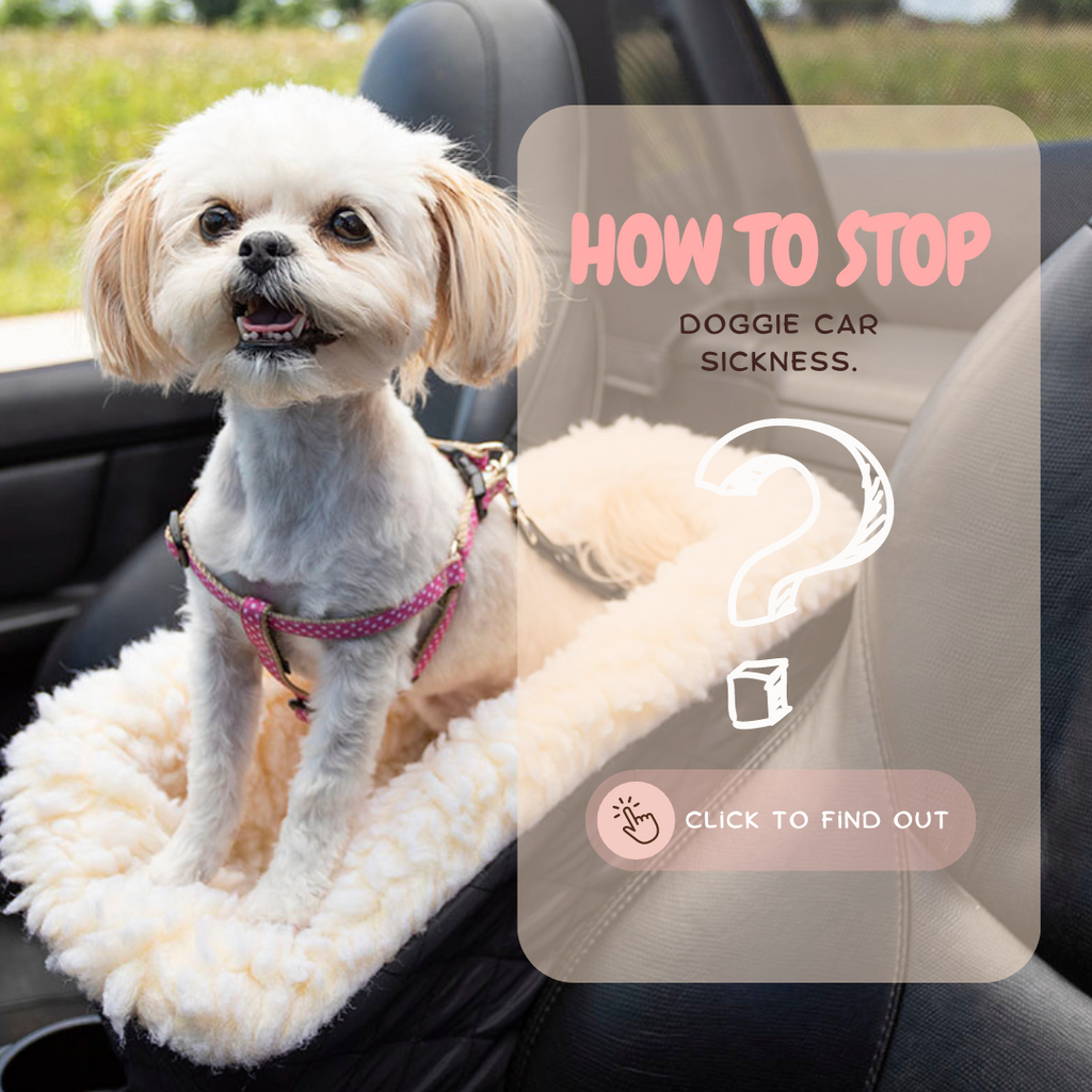 How to stop car sickness for your pooch!