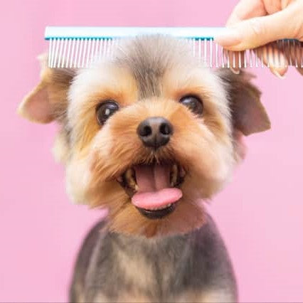 7 Essential Holiday Grooming Tips for Your Dog