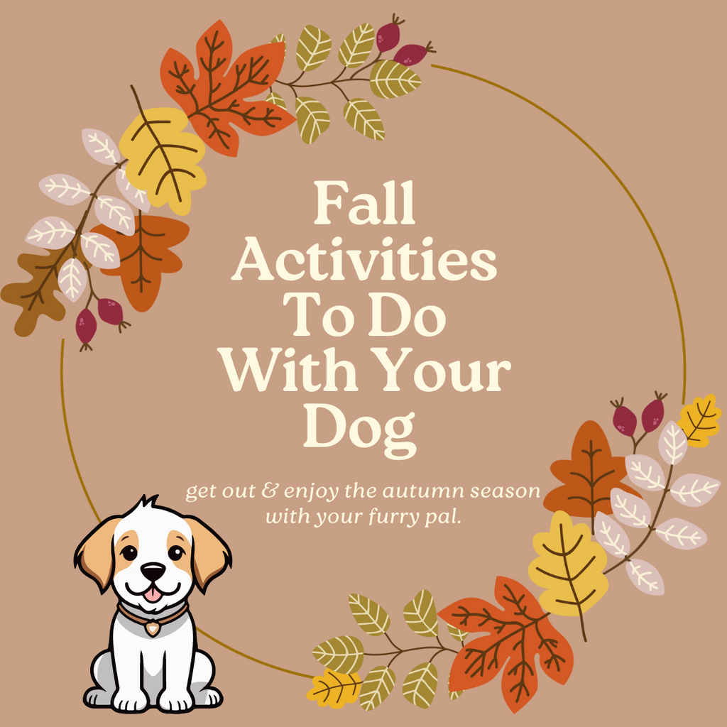 Fall Activities You Can Get Your Pup Involved With.