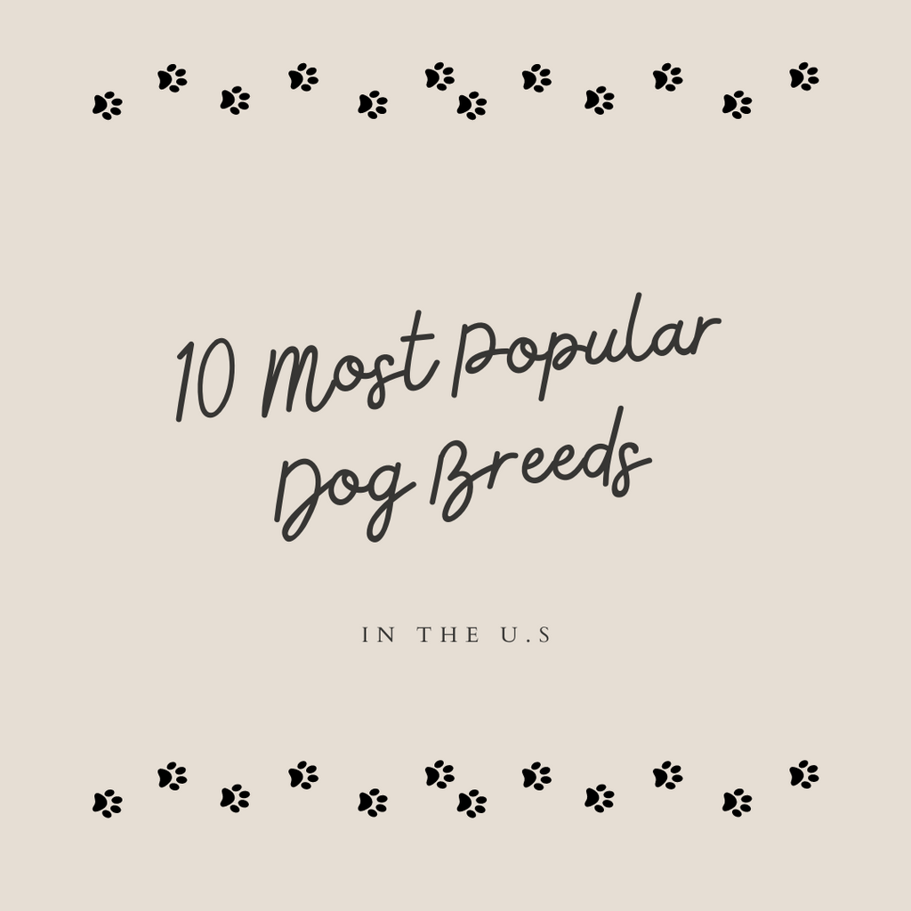 10 Of The Most Popular Dog Breeds In The US?
