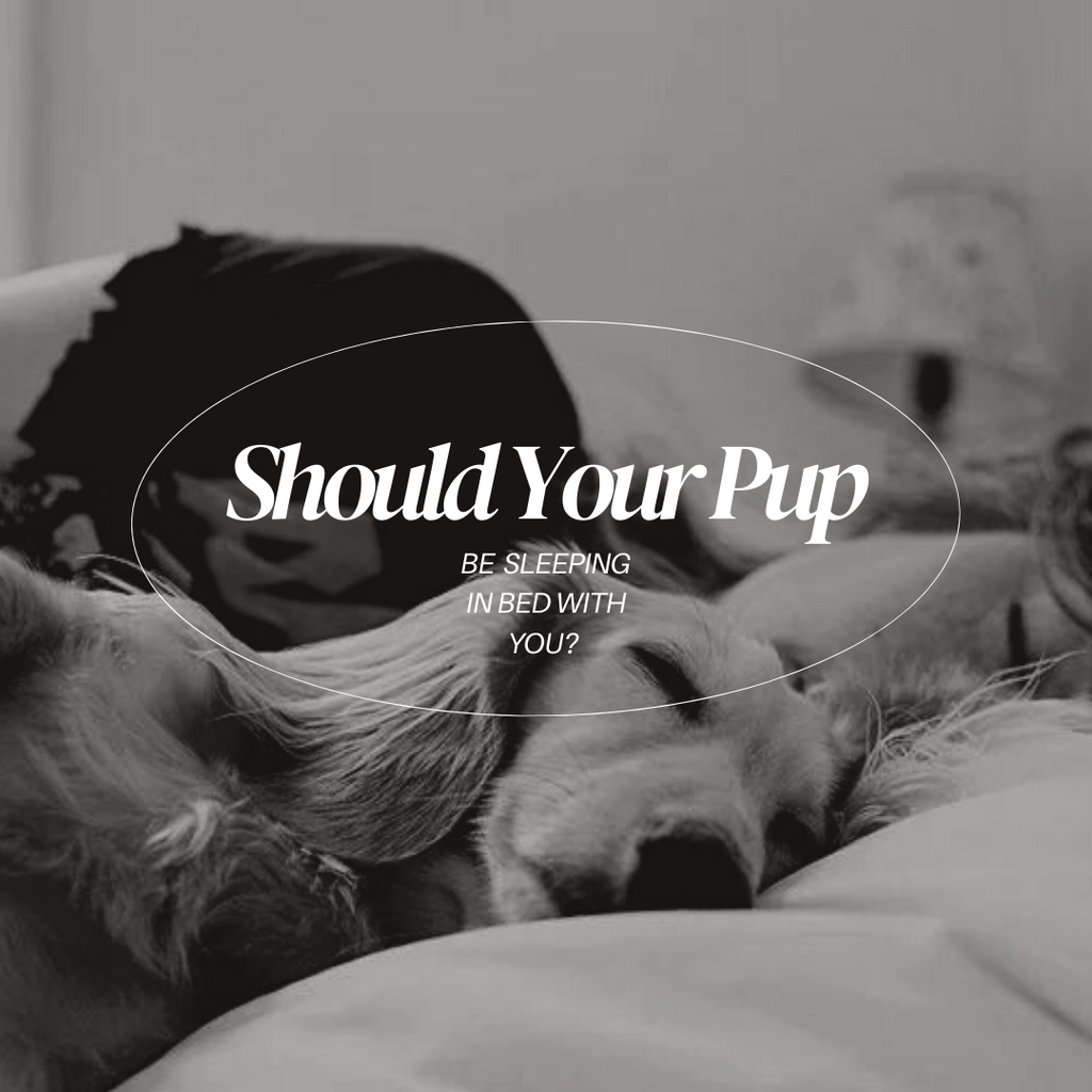 Should Your Dog Be Sleeping With You?