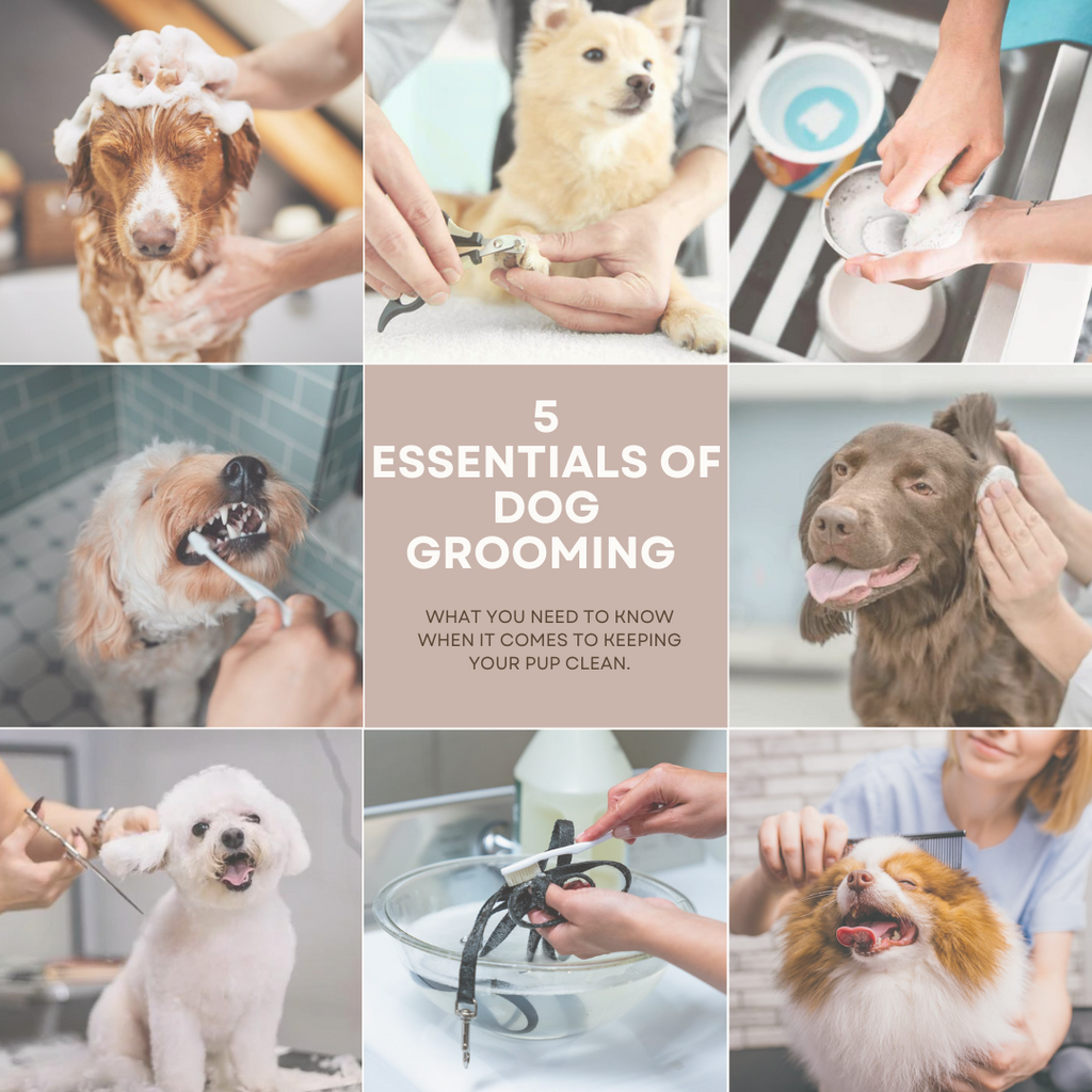 5 Grooming Tips For Your Dog That Are Essential.