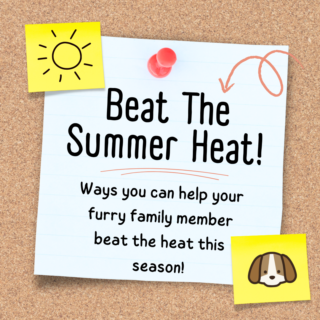 Ways Your Dog Can Beat The Summer Heat This Season!