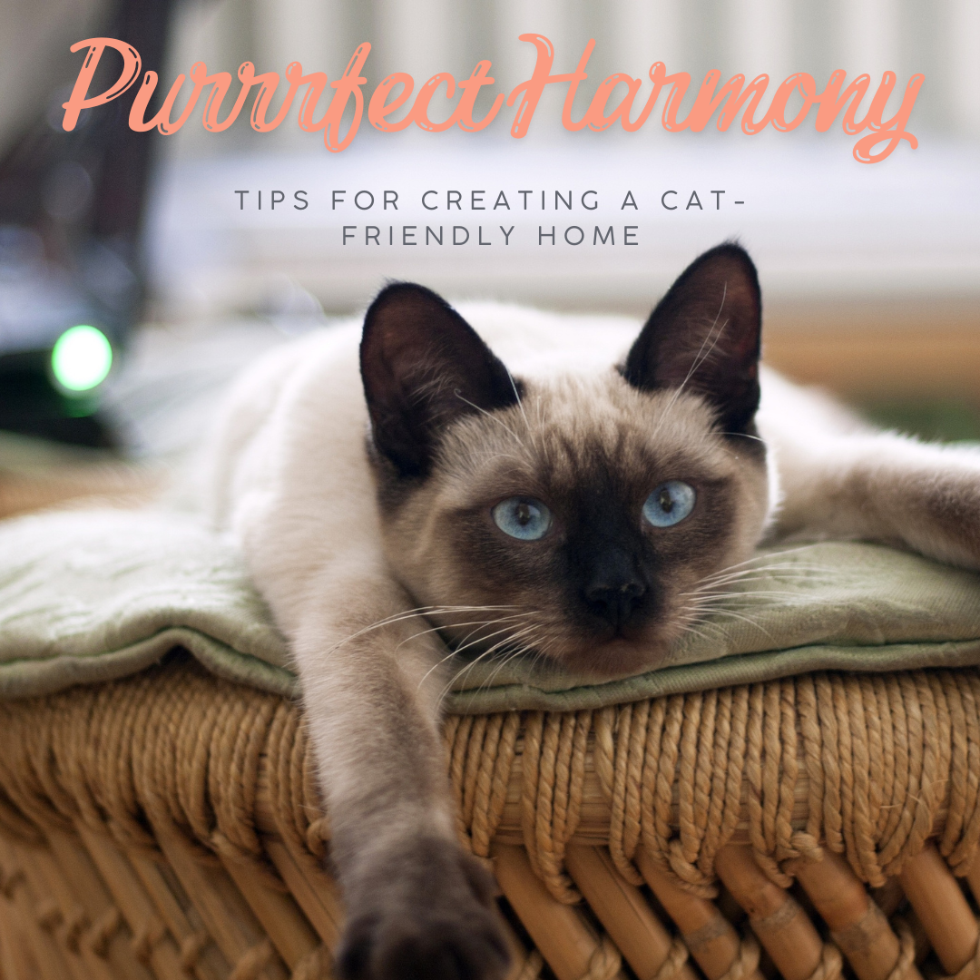 Purrfect Harmony: Top Tips for Creating a Cat-Friendly Home