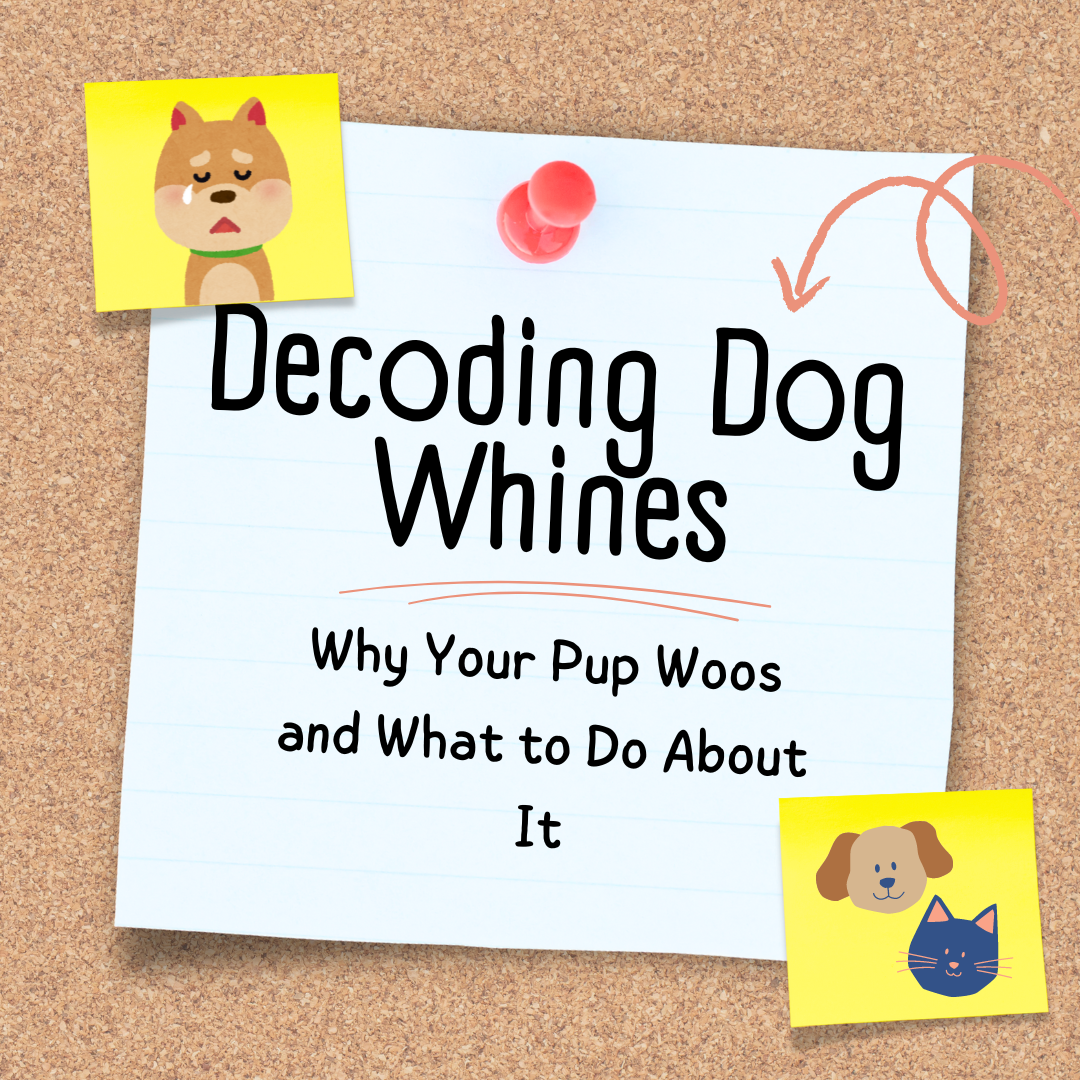Decoding Dog Whines: Why Your Pup Woos and What to Do About It