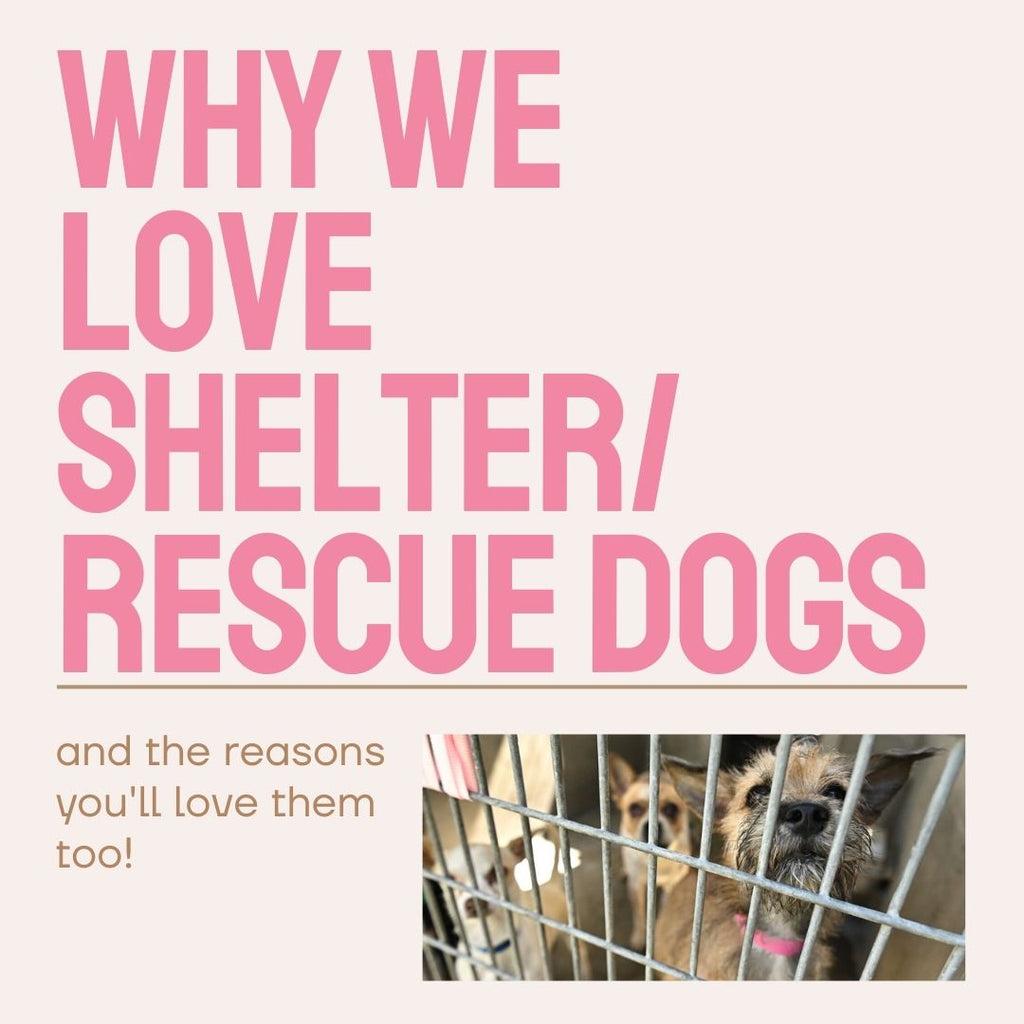 Why We Love Shelter/Rescue Dogs.