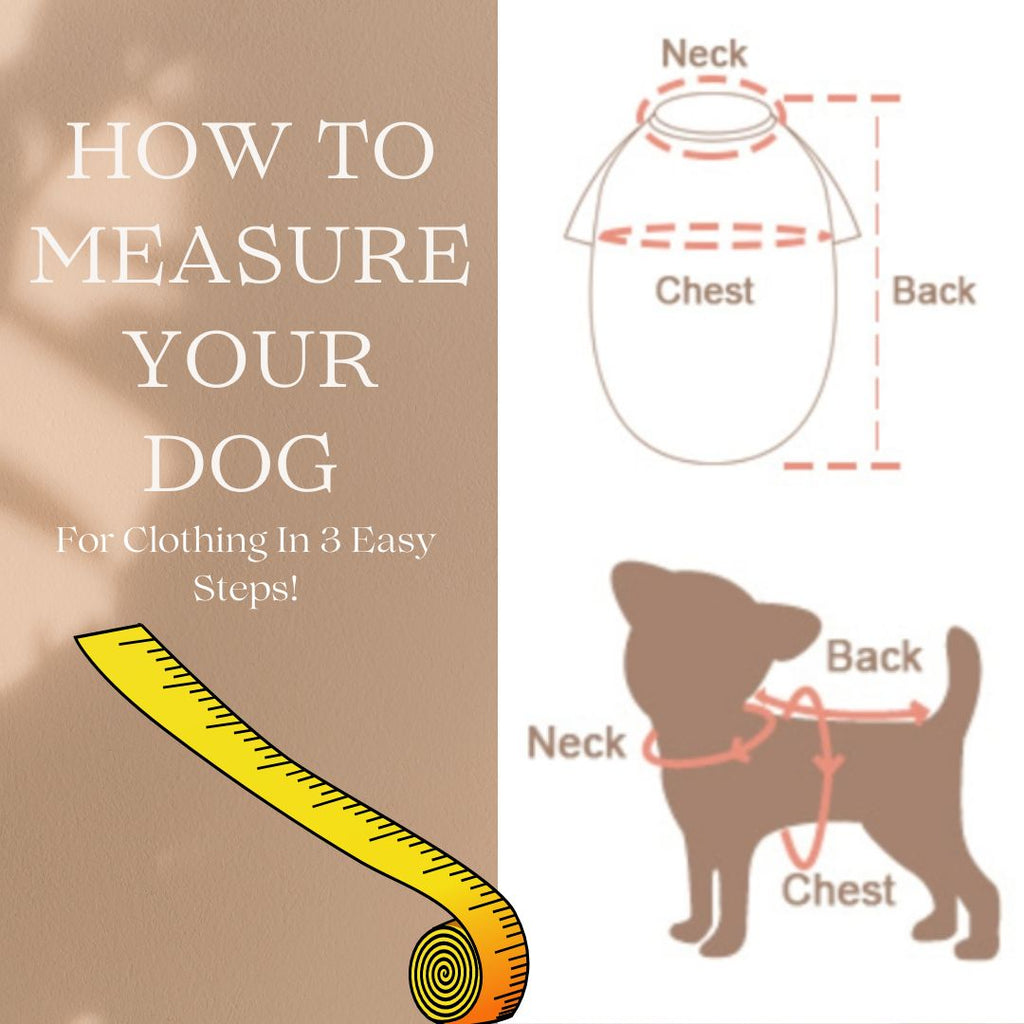 Measuring Your Dog For Clothing In 3 Easy Steps!