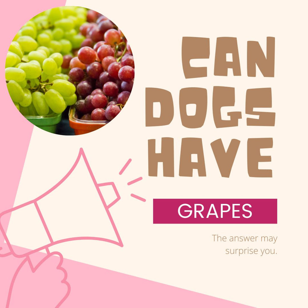 Are Grapes Safe For Dogs?