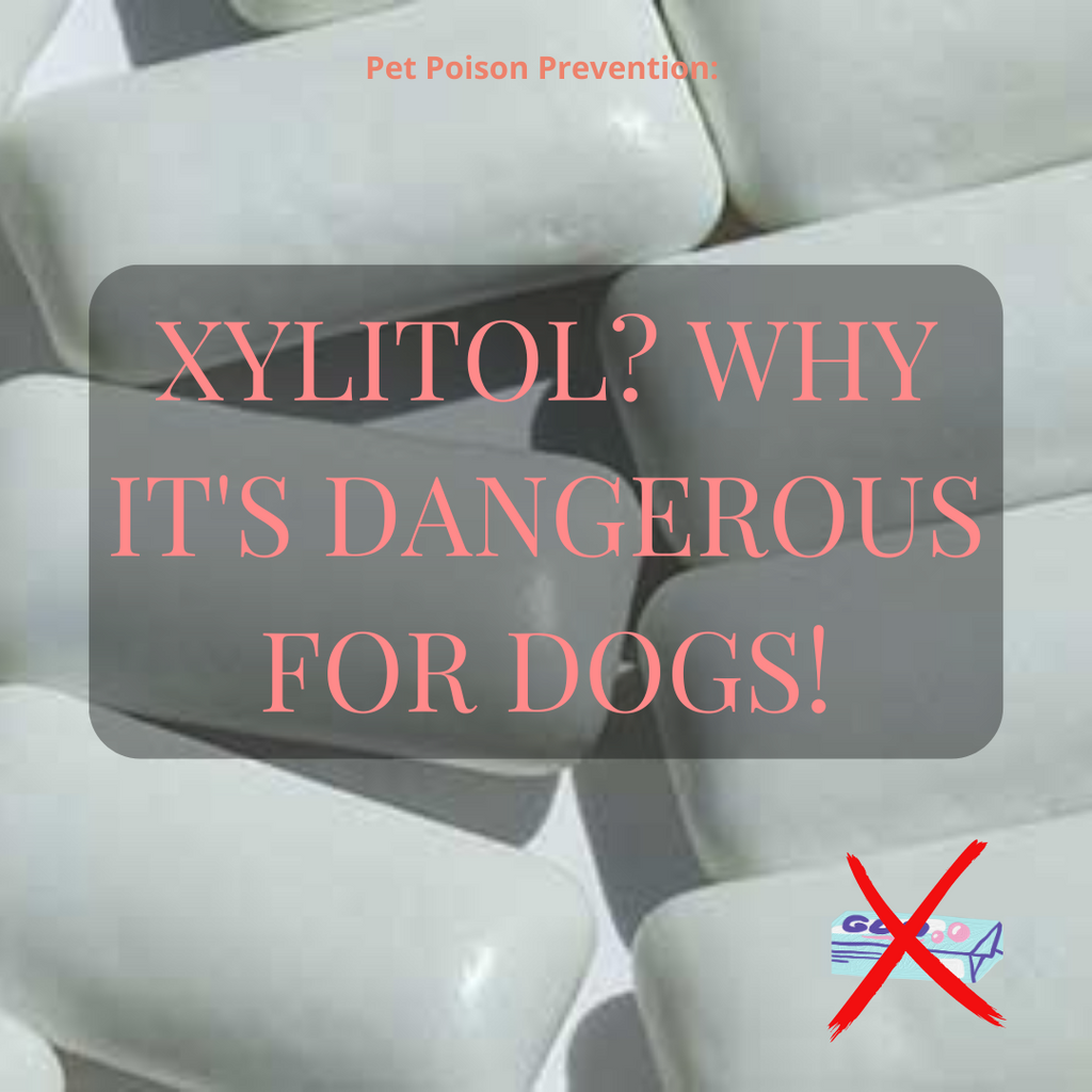Poisoning, Symptoms, & Common Foods with Xylitol
