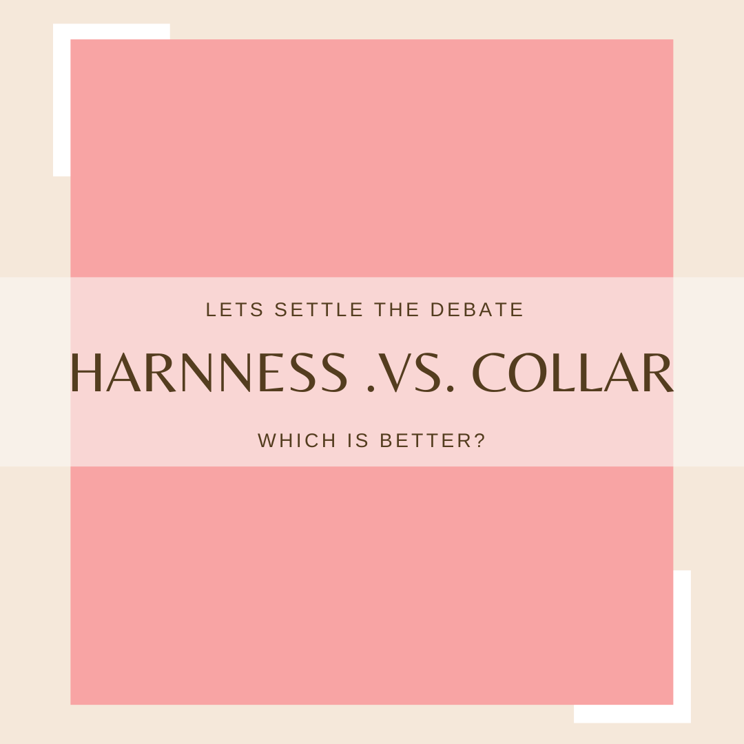 Is A Harness Better Than A Collar? Let's Find Out!