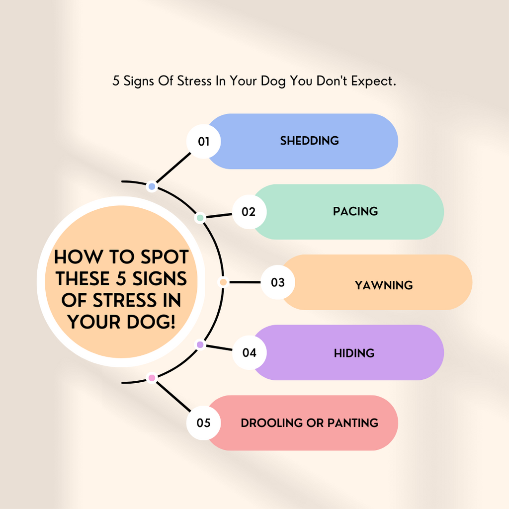 5 Signs Of Stress In Your Dog You Don't Expect.