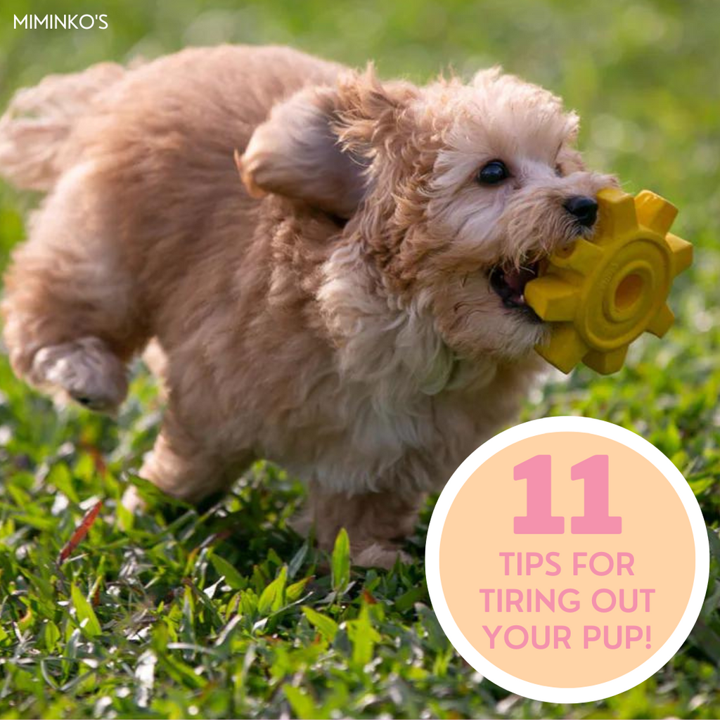 11 Tips On Tiring Out A Puppy!