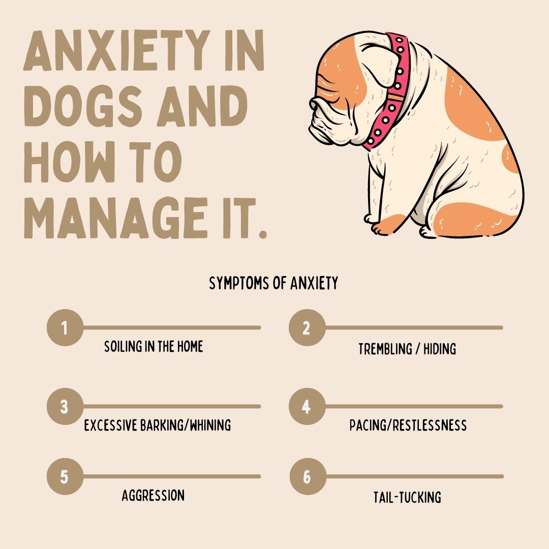 Anxiety In Dogs And How To Manage It.