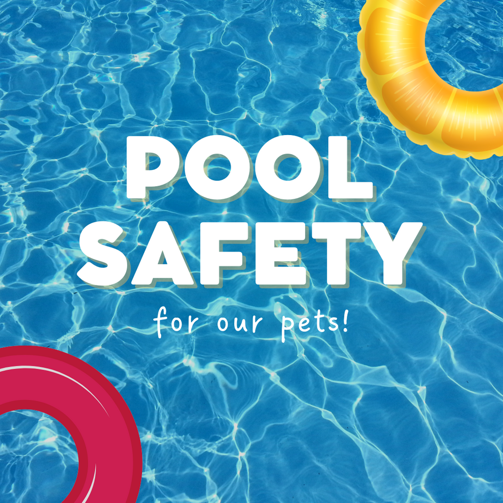 Pool Safety For Pets