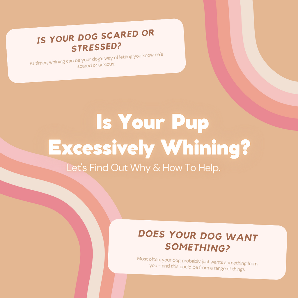 Is Your Pup Excessively Whining? Let's Find Out Why.