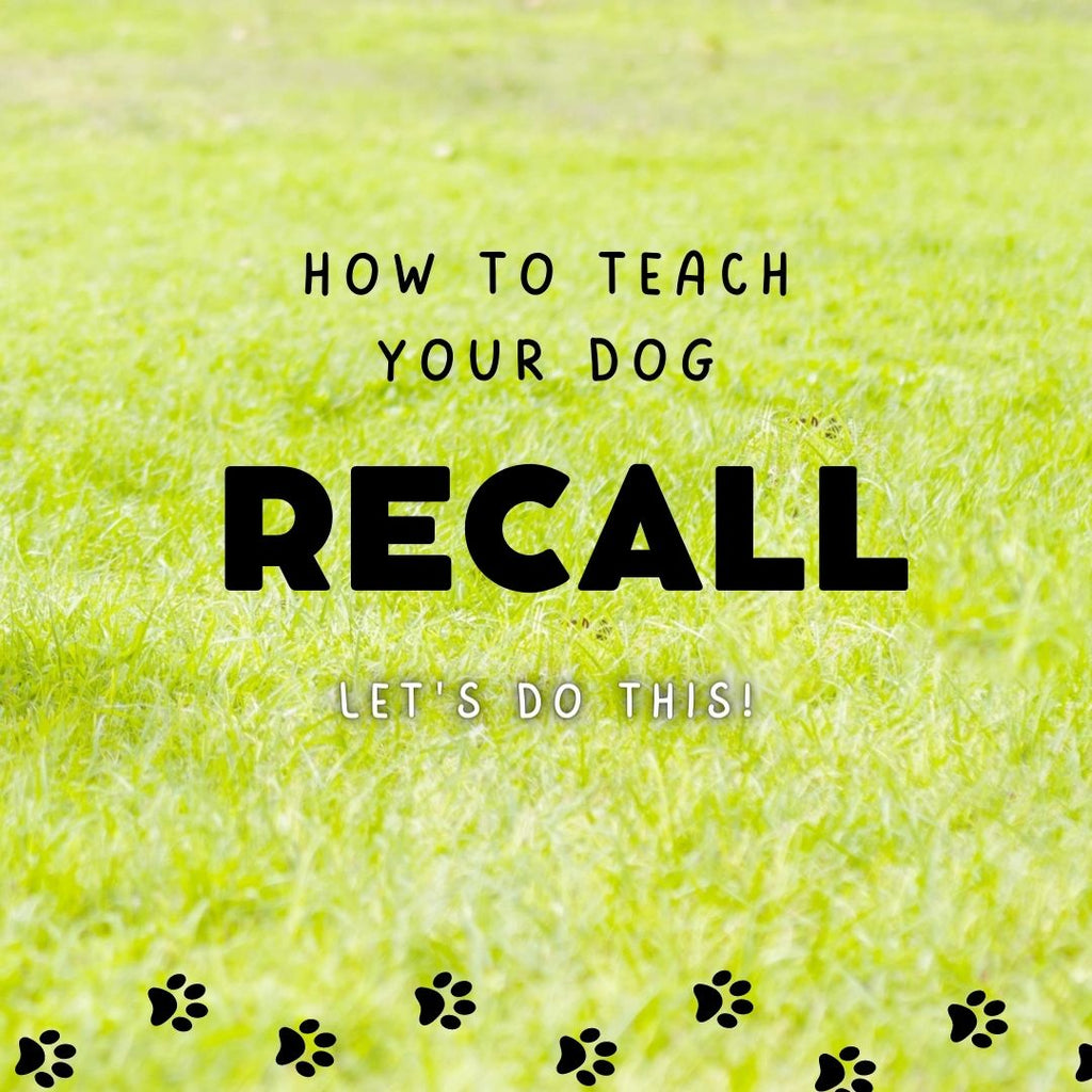 How To Teach Your Dog Recall.