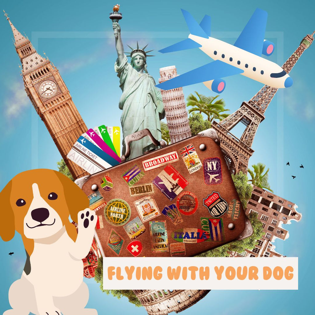 Flying With Your Dog.