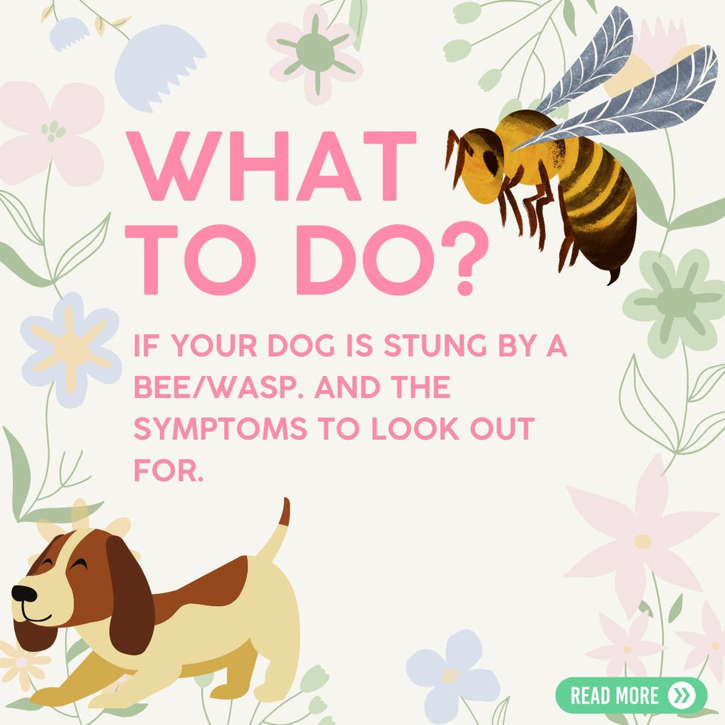 What To Do If Your Dog Is Stung By A Bee