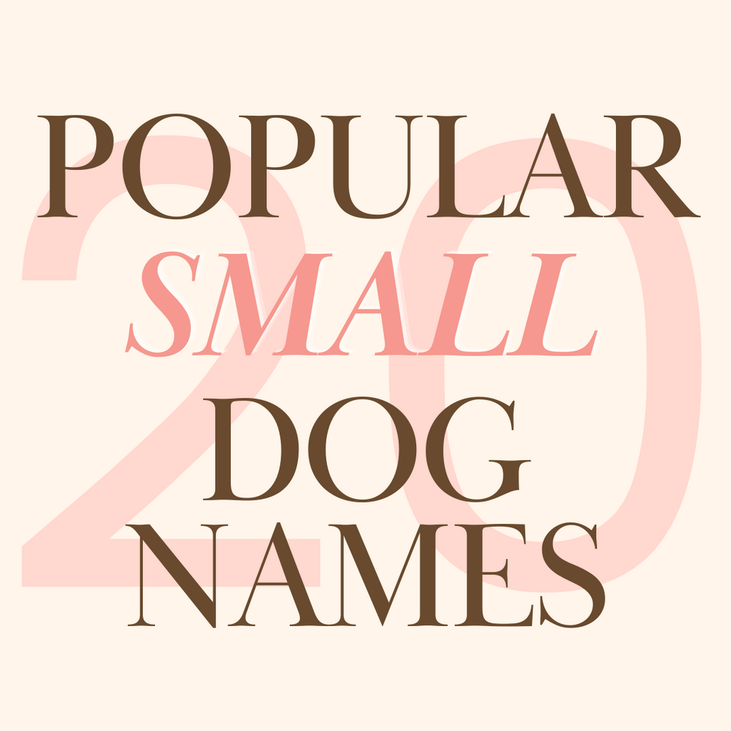 Most Popular Small Dog Names!