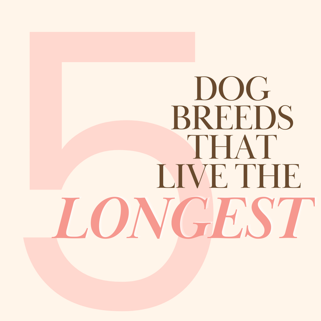 5 Dog Breeds That Live The Longest.