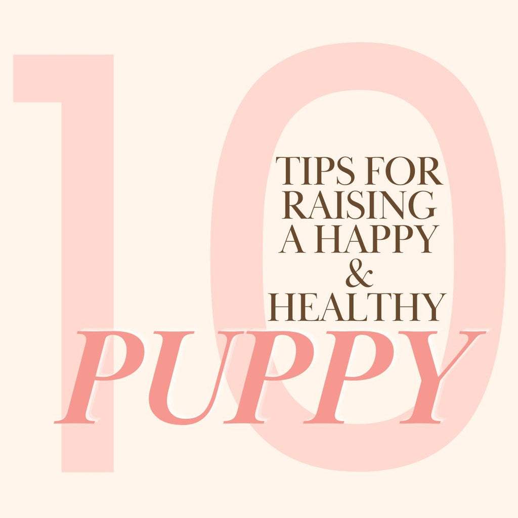 10 Tips for Raising a Happy and Healthy Puppy