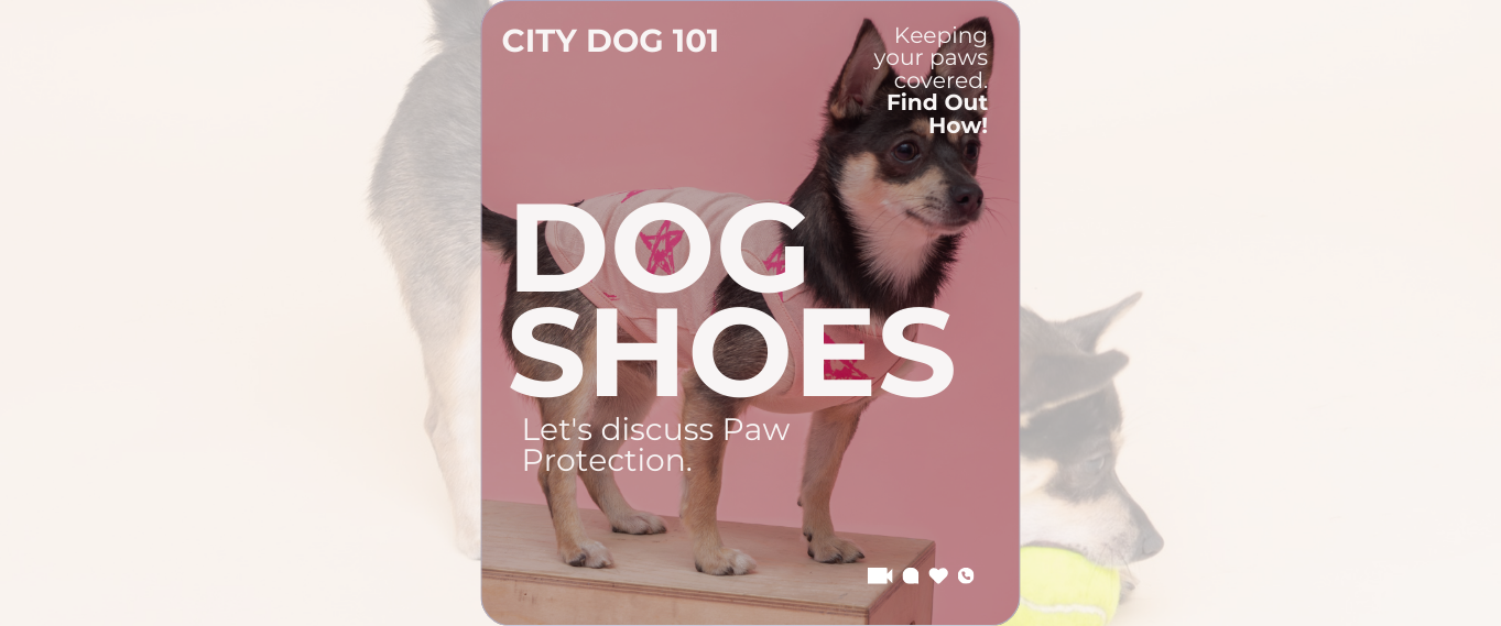 Why Your City Dog Needs Shoes (And How to Pick the Perfect Pair!)