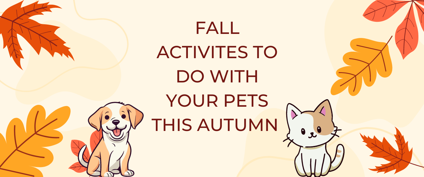 Fall Fun for Furry Friends: September Activities for Cats and Dogs