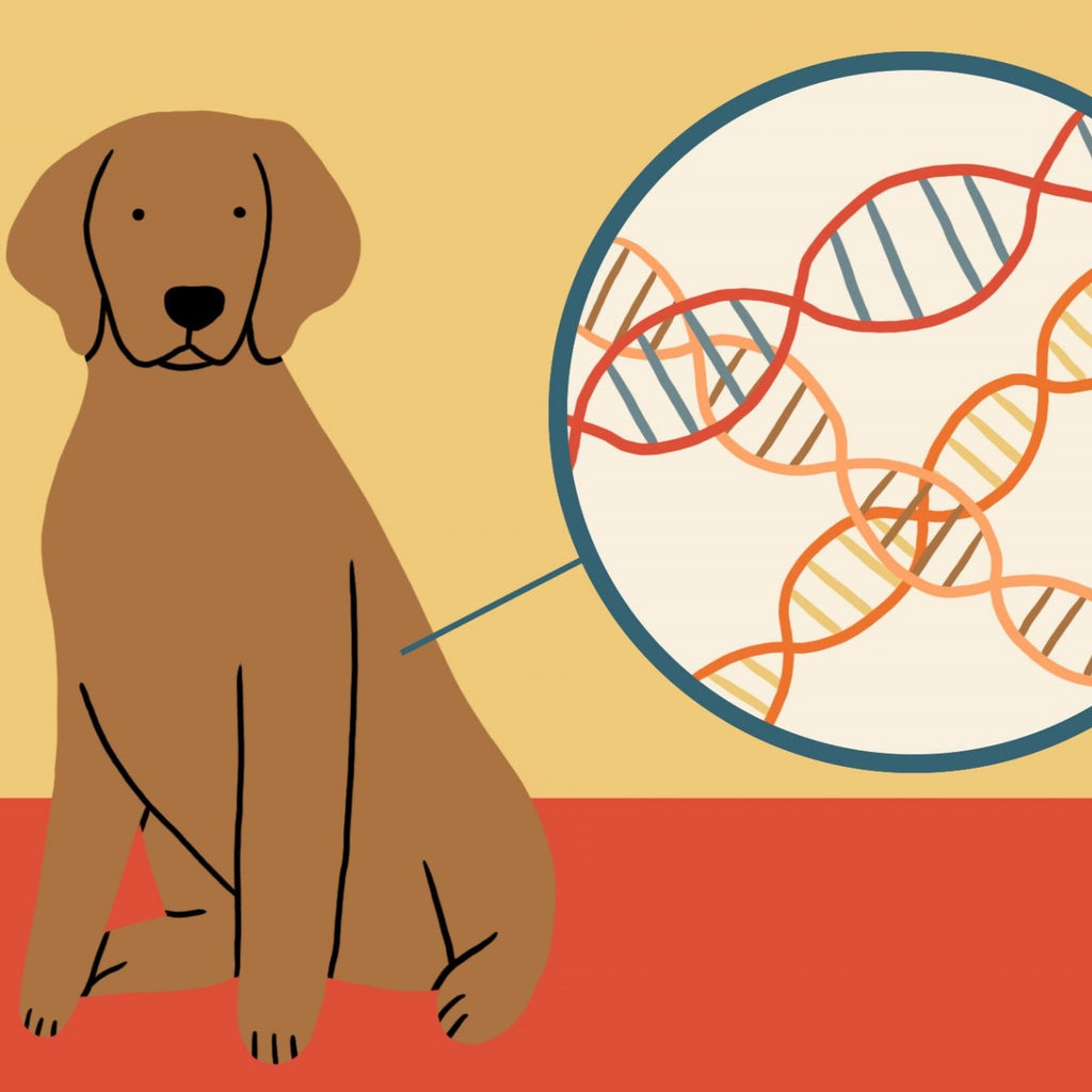 Dog DNA Testing? All you need & want to know here!