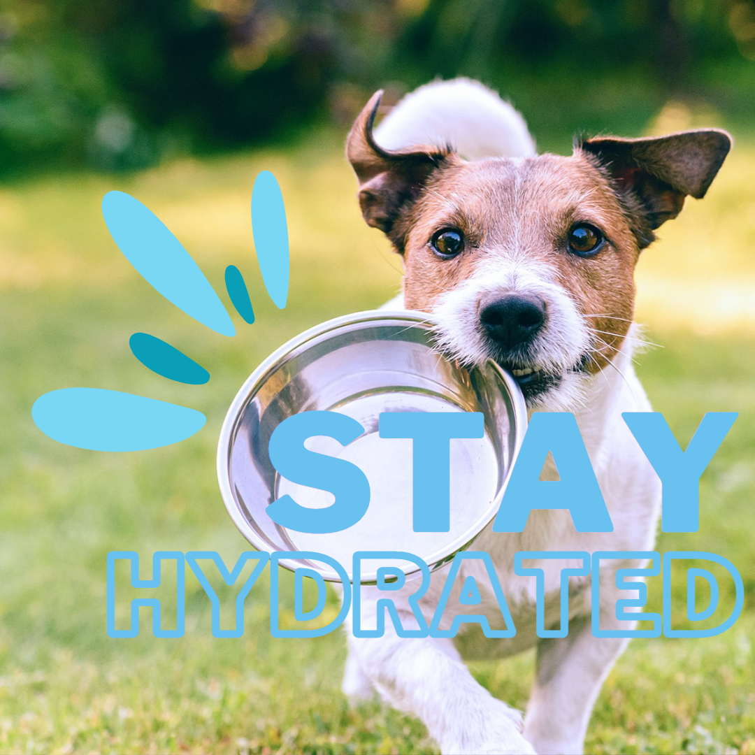 WHY YOU NEED TO KEEP YOUR DOG HYDRATED
