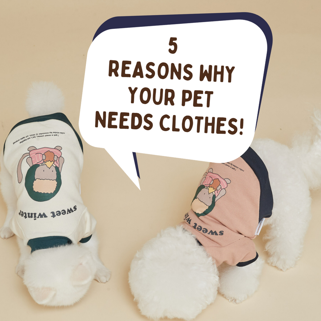TOP 5 Reasons Your Pet Should Be Wearing Clothes!
