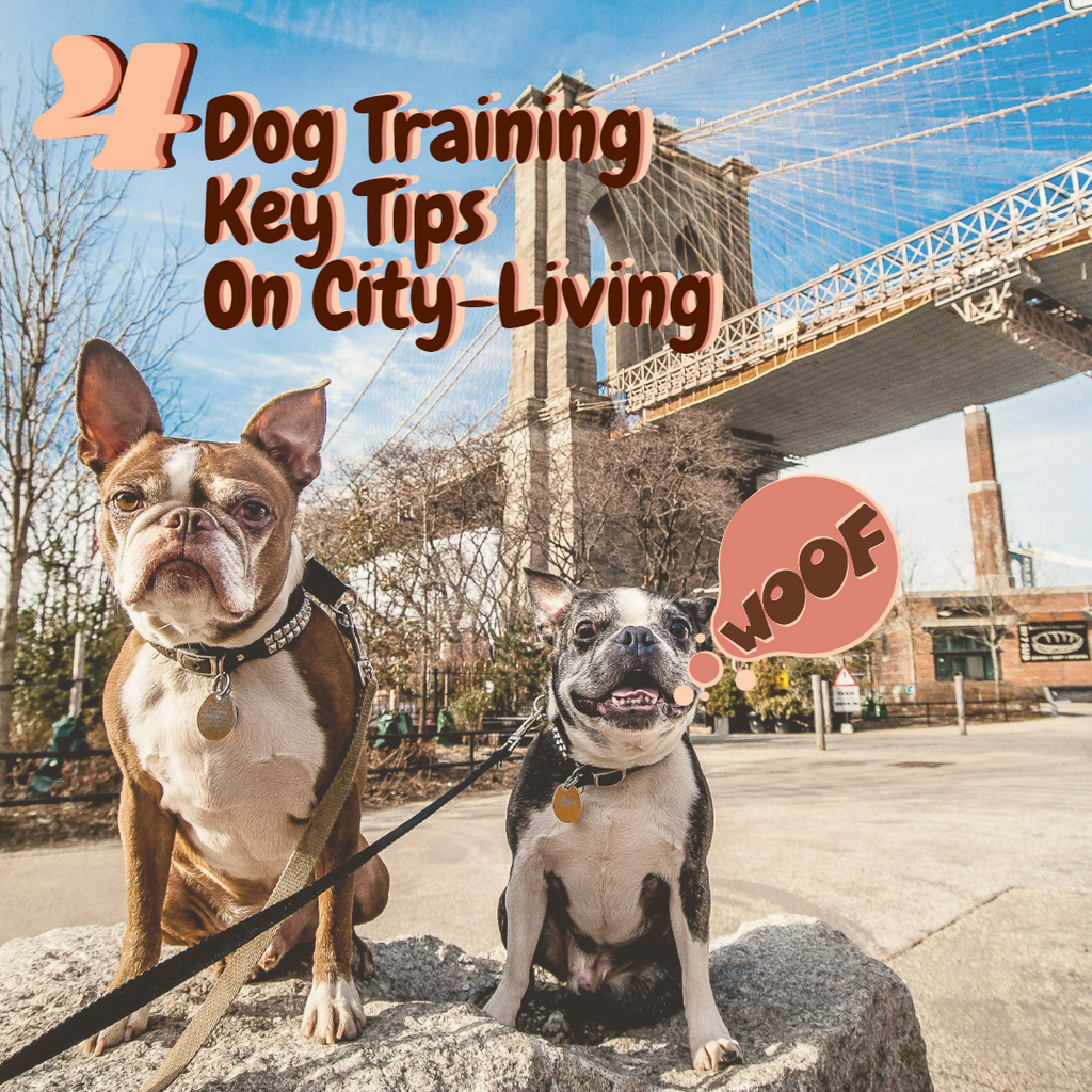 Training Your Pooch For City Living