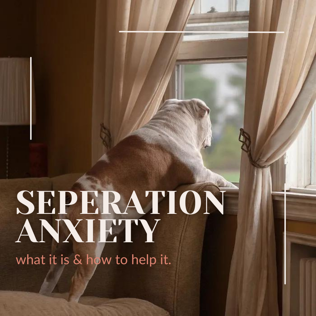 Separation Anxiety In Dogs.