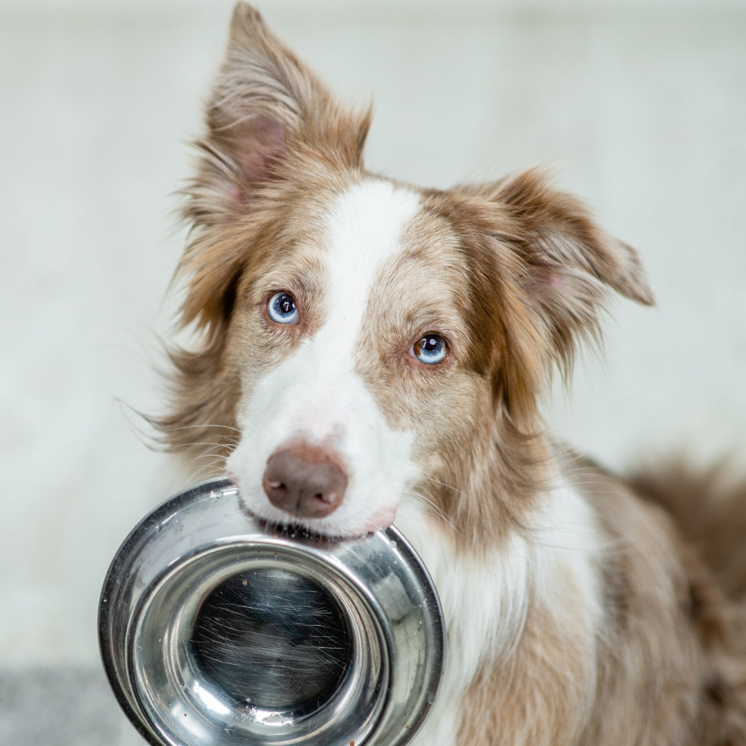 Good Food and Bad Food for Small Dog 