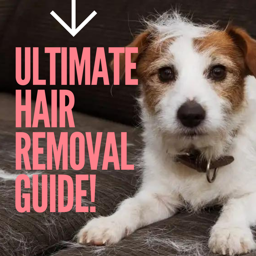 The Ultimate Guide To Dog Hair Cleaning!
